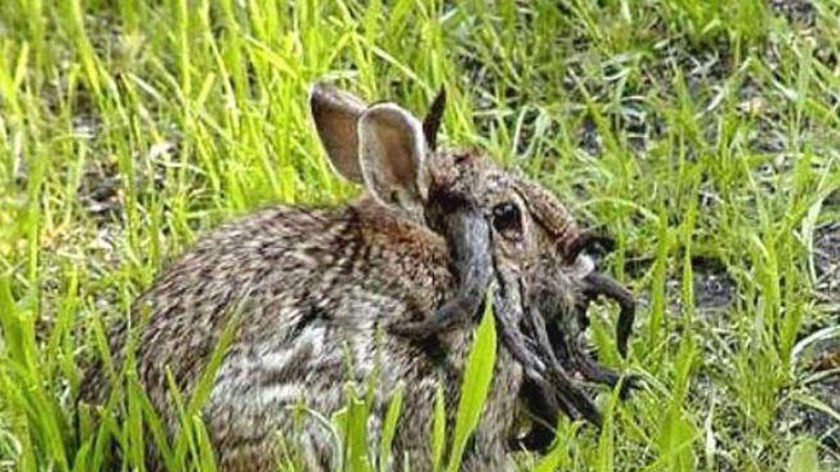 Another infected rabbit