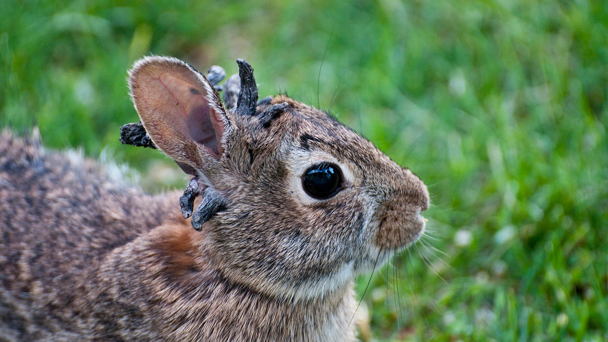 Rabbit with horn-like protrusions coming out of its head