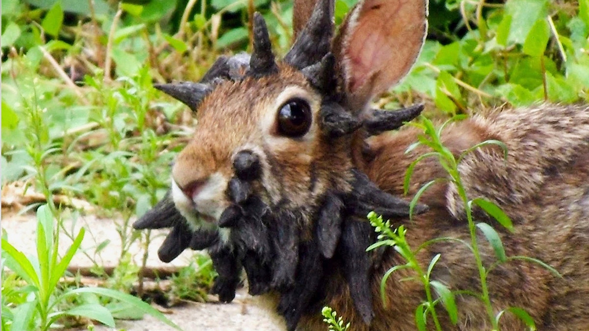 "Frankenstein" rabbit with nodules growing out of its face