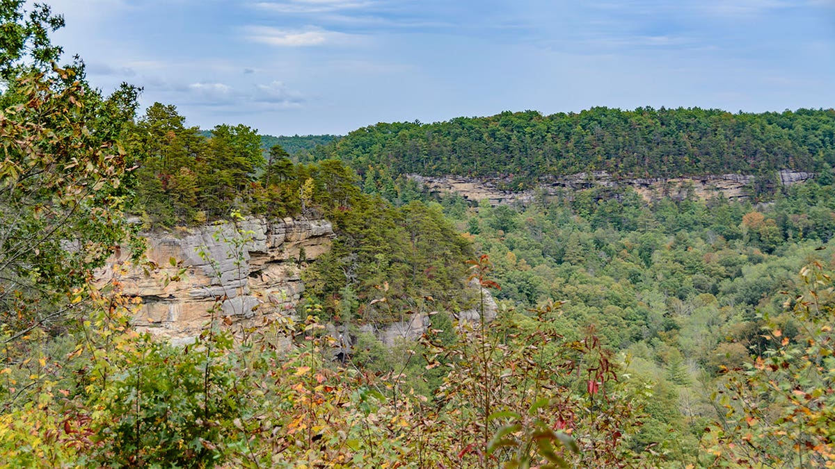 view of trees and cliffs at Red River Gorge in Kentucky