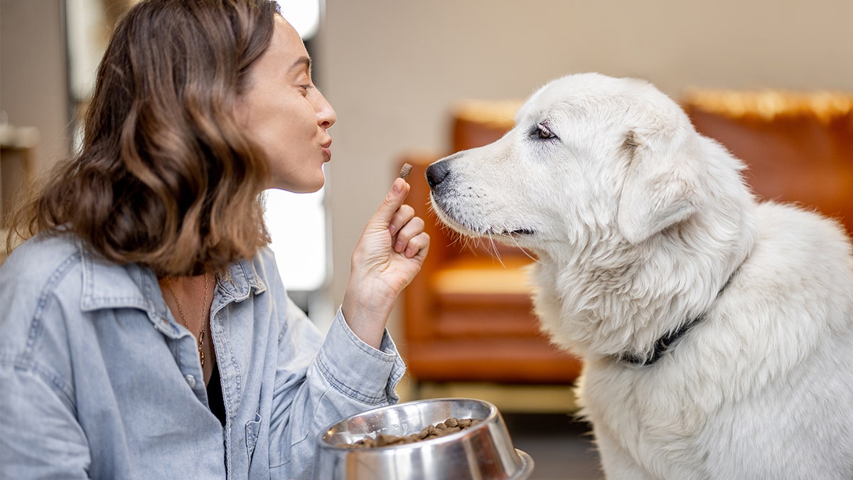 woman giving golden retriever food