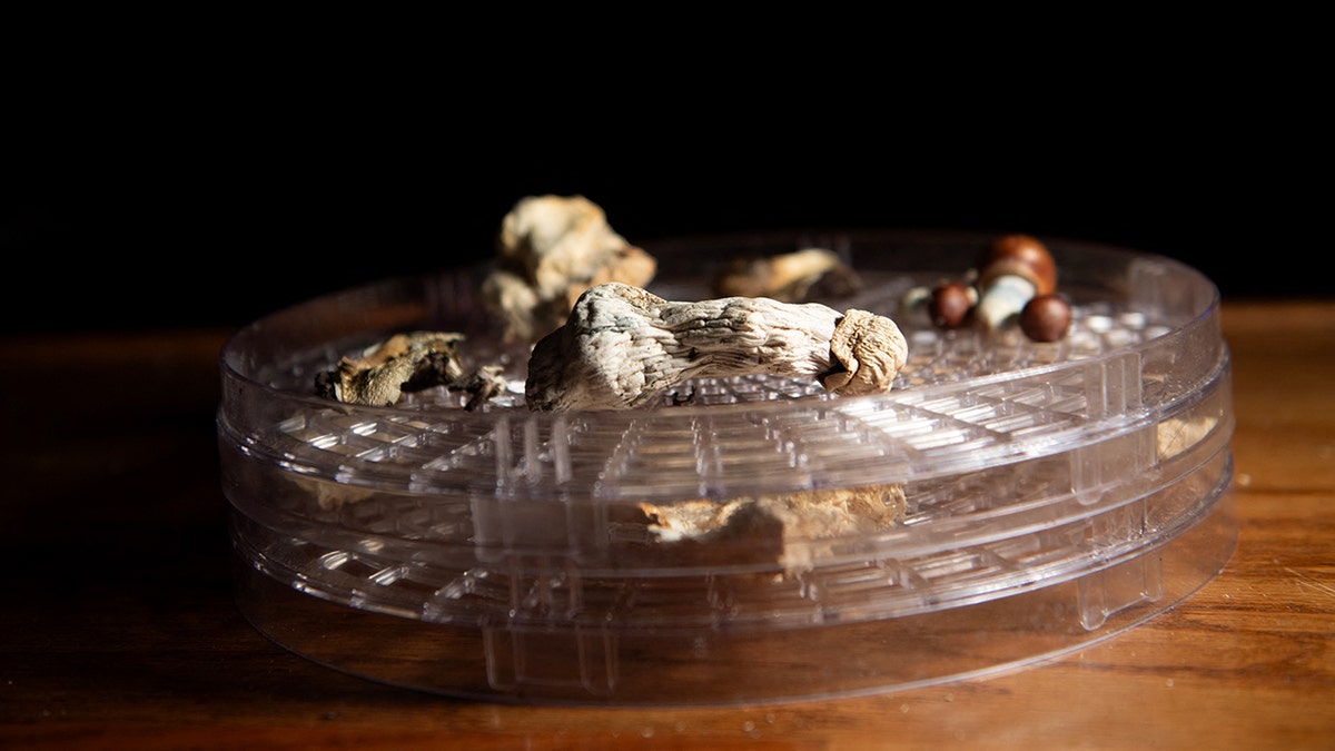 psilocybin mushrooms on modern church tray