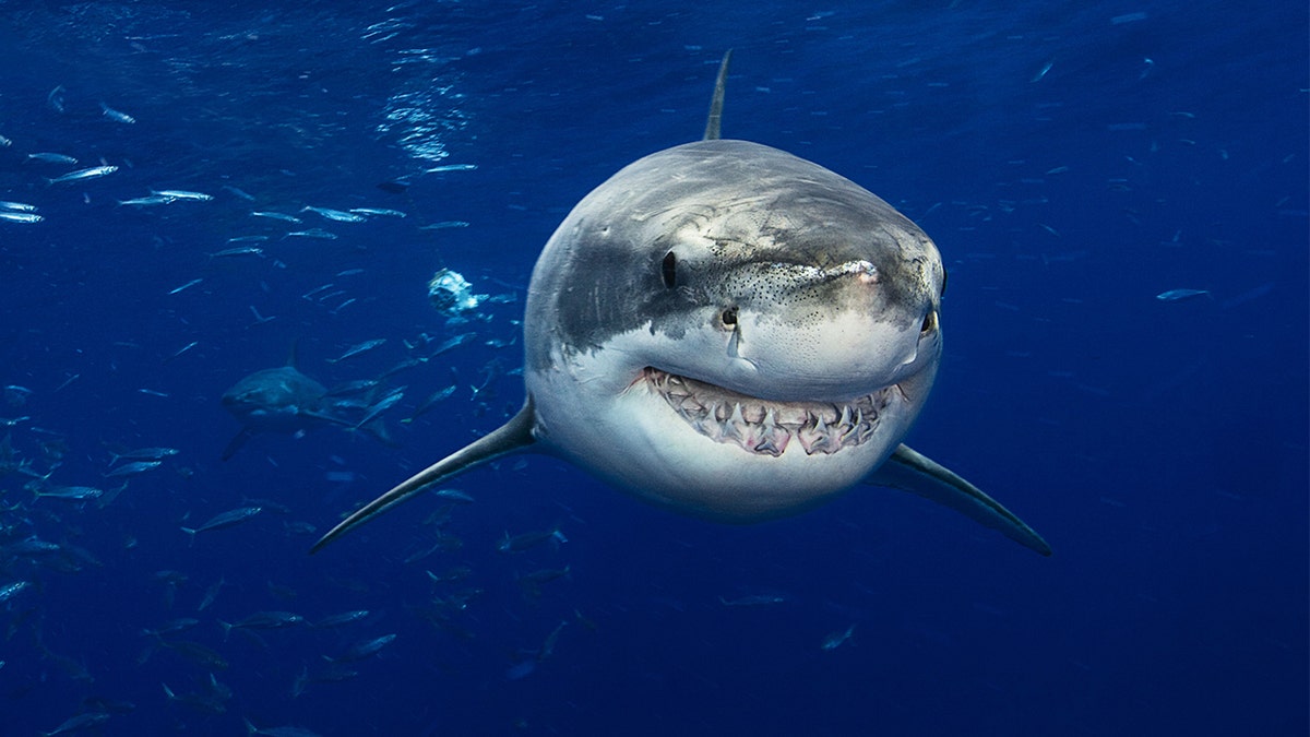 Florida beaches claim 9 of top 10 spots for most shark attacks in America, new study shows