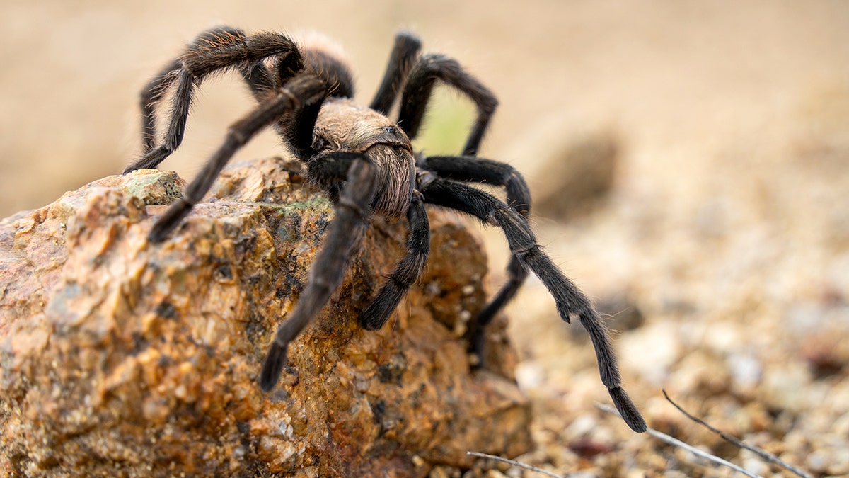 Tarantula close-up in the Pinaleno Mountains