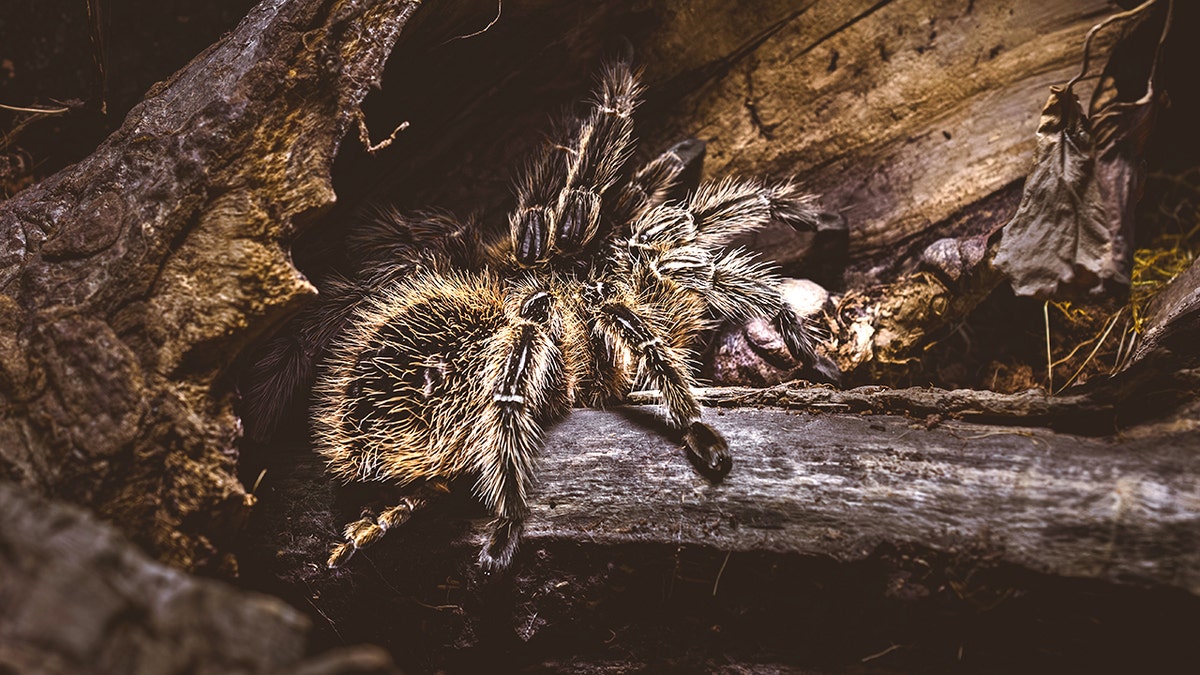 Tarantula in nature
