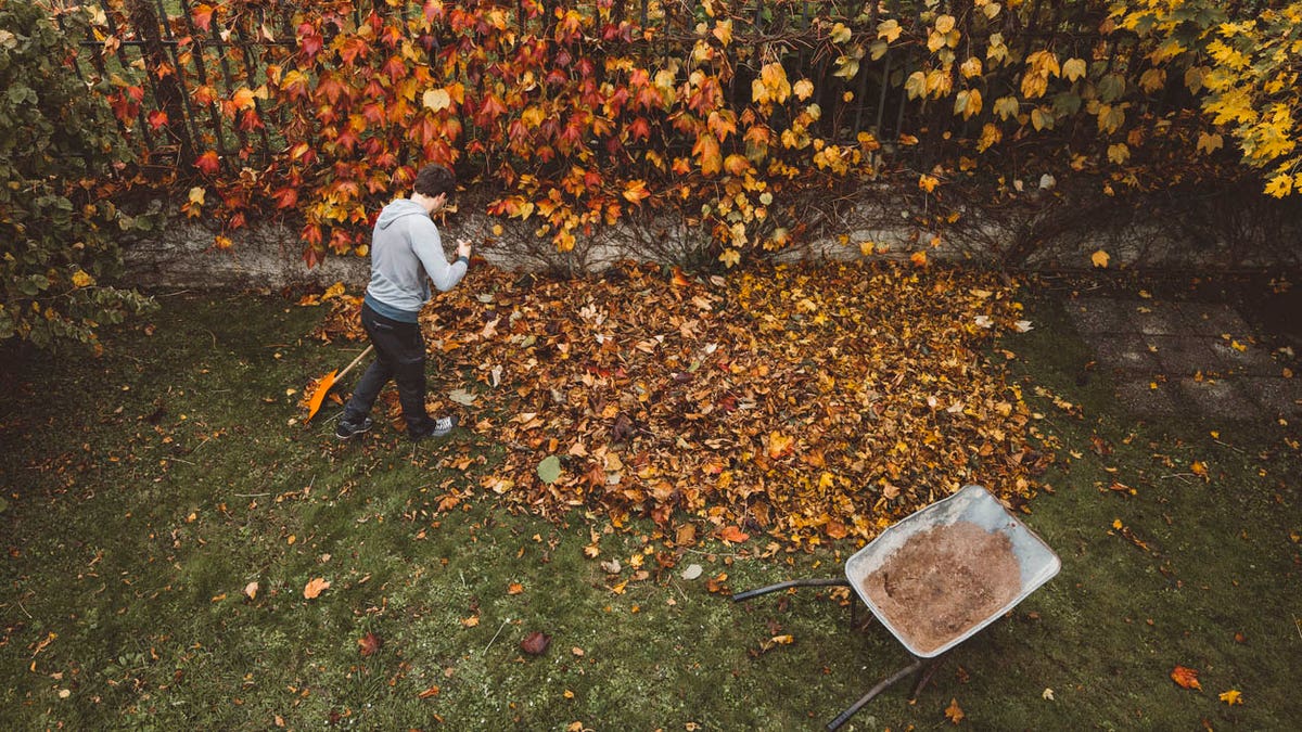 Clean up leaves, chestnuts, dog droppings and more with these easy-to-use tools.