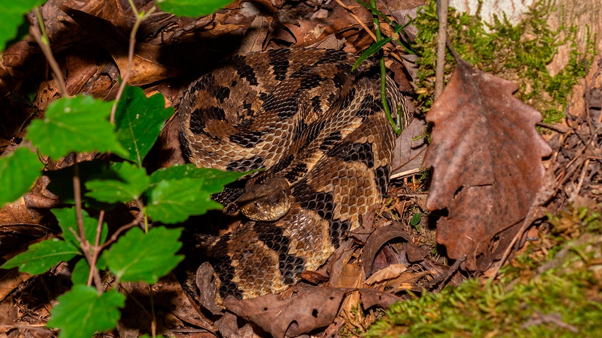 Timber rattlesnake in Kentucky park