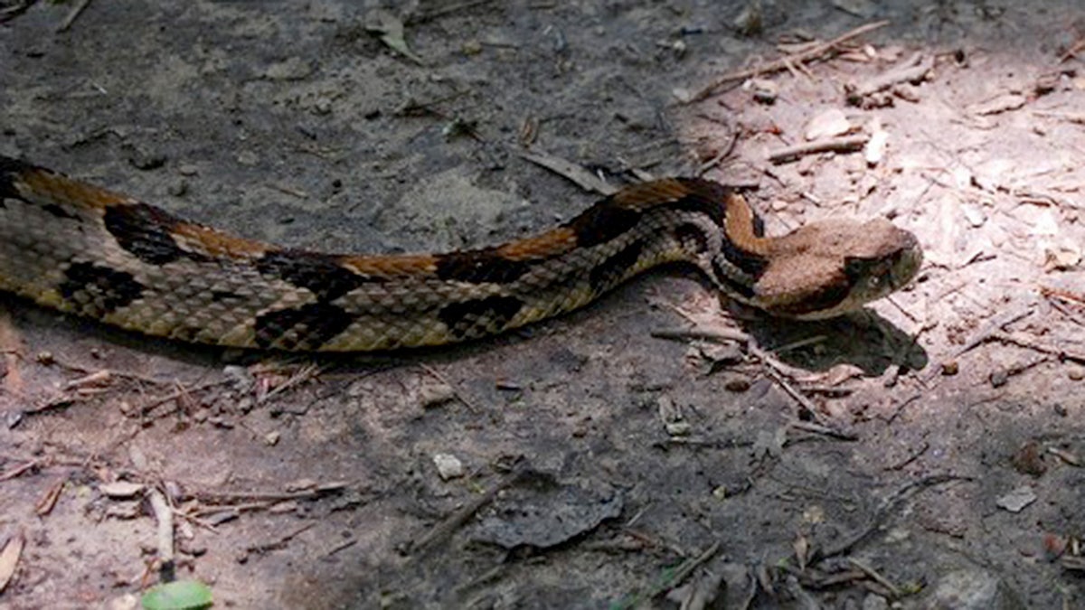Timber rattlesnake on the ground
