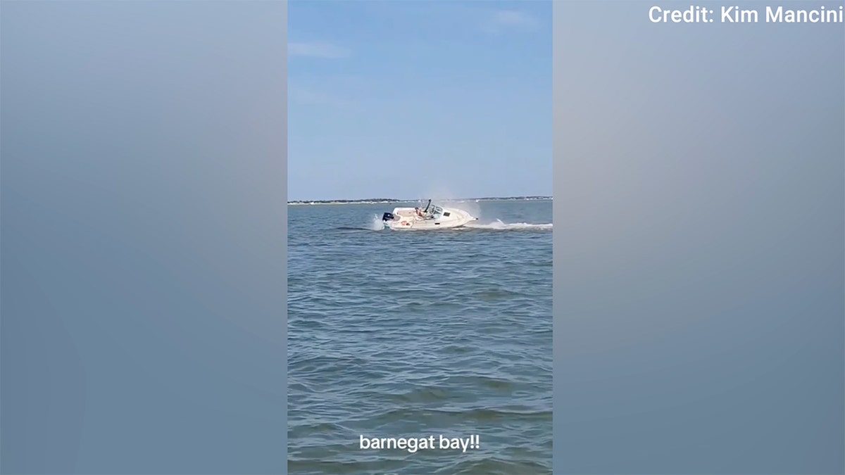Boat collision with whale sends passenger overboard, kills 20-foot marine mammal