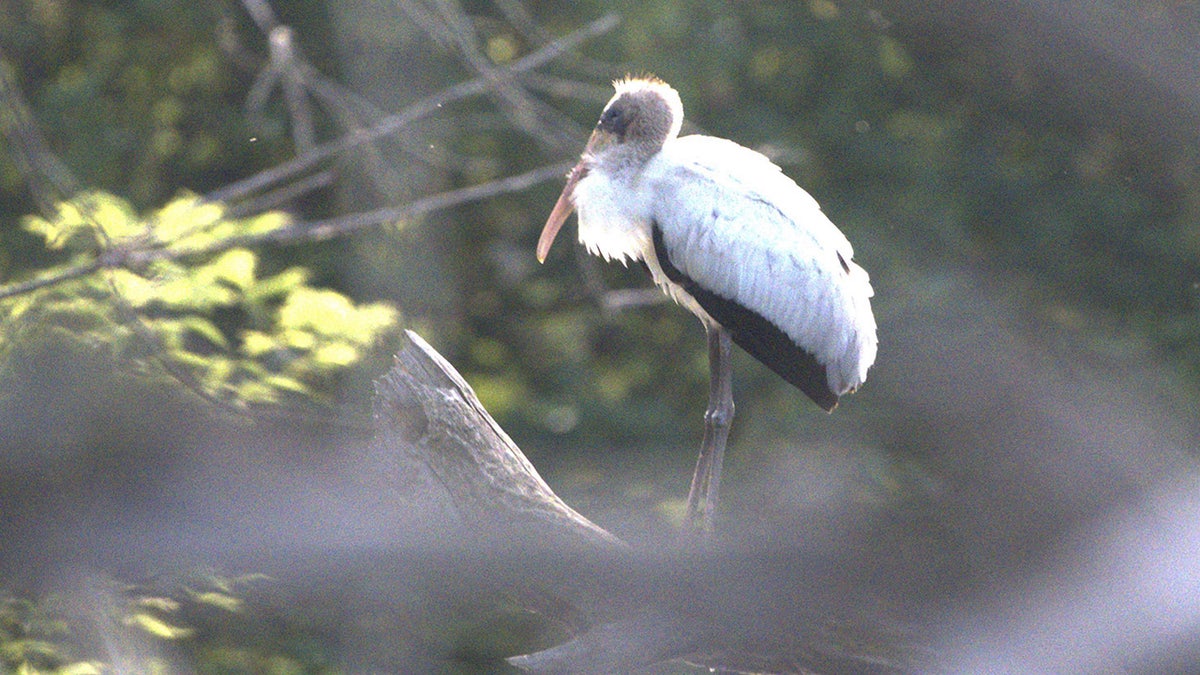 Wood stork seen in Wisconsin