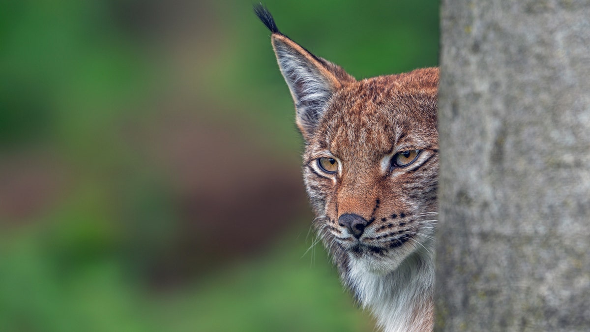 Κλείσιμο του κρυμμένου Eurasian Lynx (Lynx Lynx) Ψάχνοντας για θήραμα πίσω από τον κορμό του δέντρου στο δάσος.