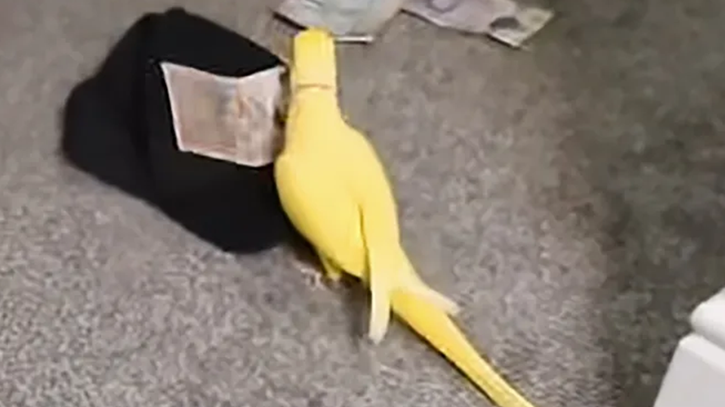 Jailbird's pet parrot squawks '2 for 25,' leading to massive prison drug bust