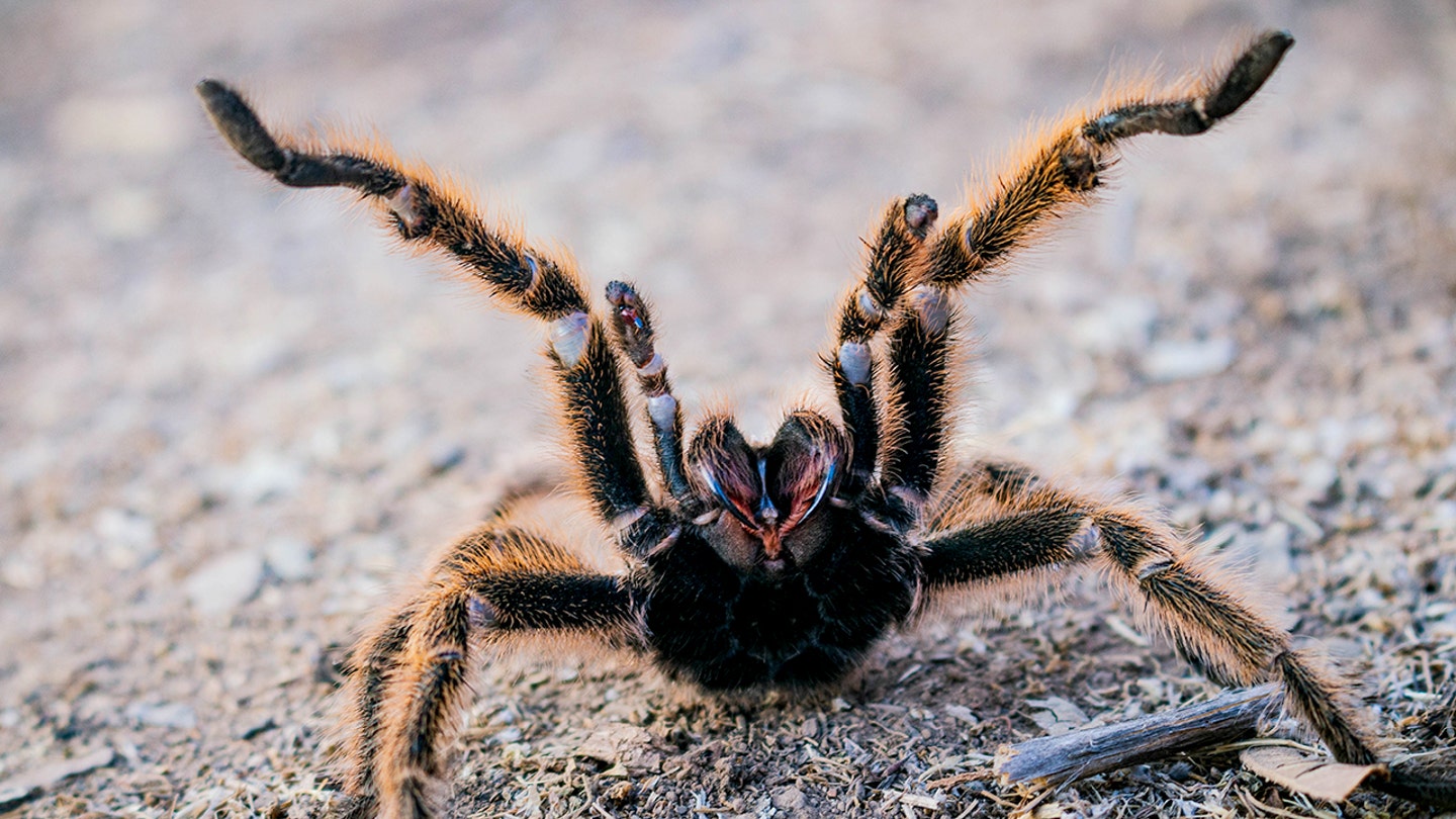 Tarantula mating season brings large spider swarms to Southwest states Tarantula mating season brings large spider swarms to Southwest states