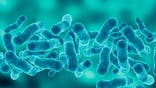 Legionella bacteria