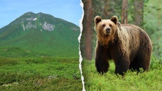 Hiker's friend watches in horror as brown bear drags man into bushes on mountain: report