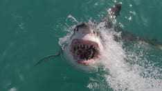 Great white shark sightings rise along Northeast beaches as summer winds down