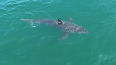 Great white shark lurking near Northeast vacation spot, drone video shows