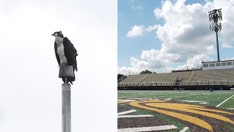 Federally protected birds force high school football team to rearrange schedule