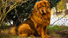 Man confronts woman over large dog in fast-food restaurant, sparking online debate