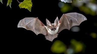 California en alerta después de que un murciélago encontrado cerca de la acera diera positivo en el virus de la rabia