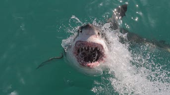 Shark fatalities double worldwide in 2025 as one state tops US bite list - Fox News