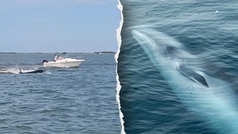 Boat hits whale off Jersey Shore, killing animal and tossing passenger overboard - Fox News