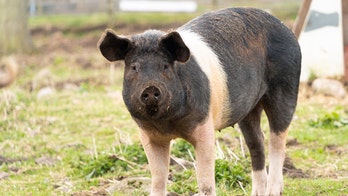 Man receives world's first pig lung transplant in groundbreaking medical procedure