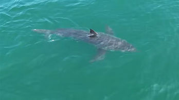 Great white shark lurking near Northeast vacation spot, drone video shows