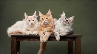 Cat behavior may be affected by traumatic experiences early in life, expert says - Fox News
