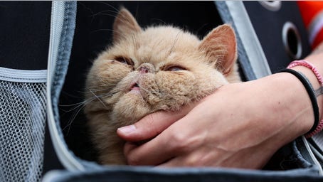 Pudge The Cat steals the show as Bowling Green picks up 1st win of season