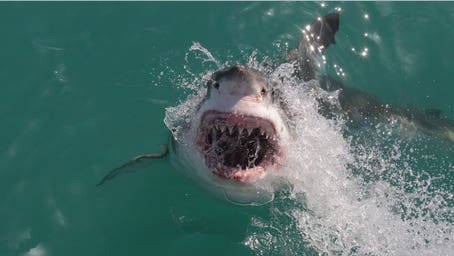 Shark attack deaths surged above decade average in 2025