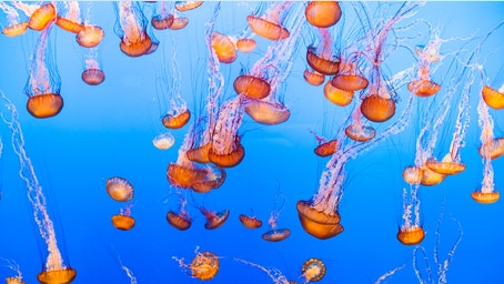 Massive jellyfish swarm close down nuclear plant on coastal waters