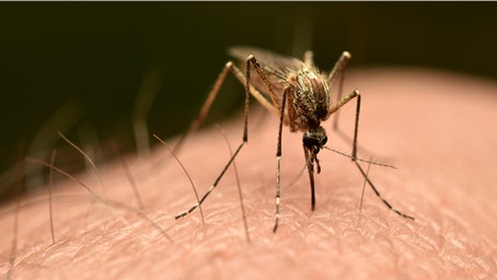 Could chikungunya virus spread to US? Here's what Americans should know