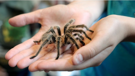 Tarantulas are on the move and will swarm during mating season in certain states