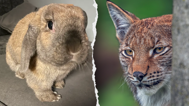Zoo faces backlash after asking public to donate pets as predator feed