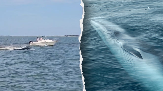 Boat hits whale off Jersey Shore, killing animal and tossing passenger overboard