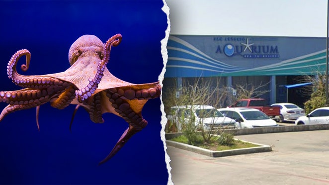 6-year-old boy bruised after octopus latches on during aquarium visit, mother says