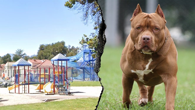Officer opens fire as pit bull charges amid fatal California park mauling