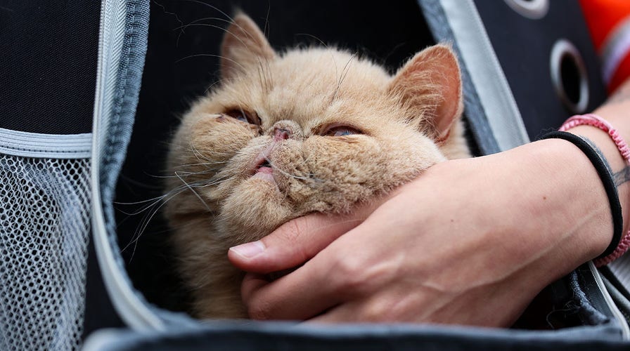 Pudge The Cat steals the show as Bowling Green picks up 1st win of season