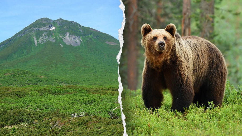 Split image of a mountain and a brown bear