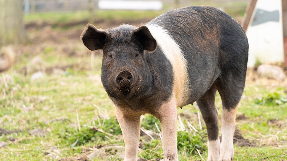 Man receives world's first pig lung transplant in groundbreaking medical procedure