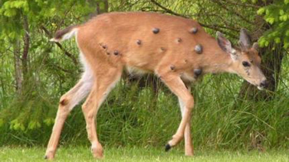 Viral photos of deer with strange warts follow 'Frankenstein' rabbit, squirrel sightings