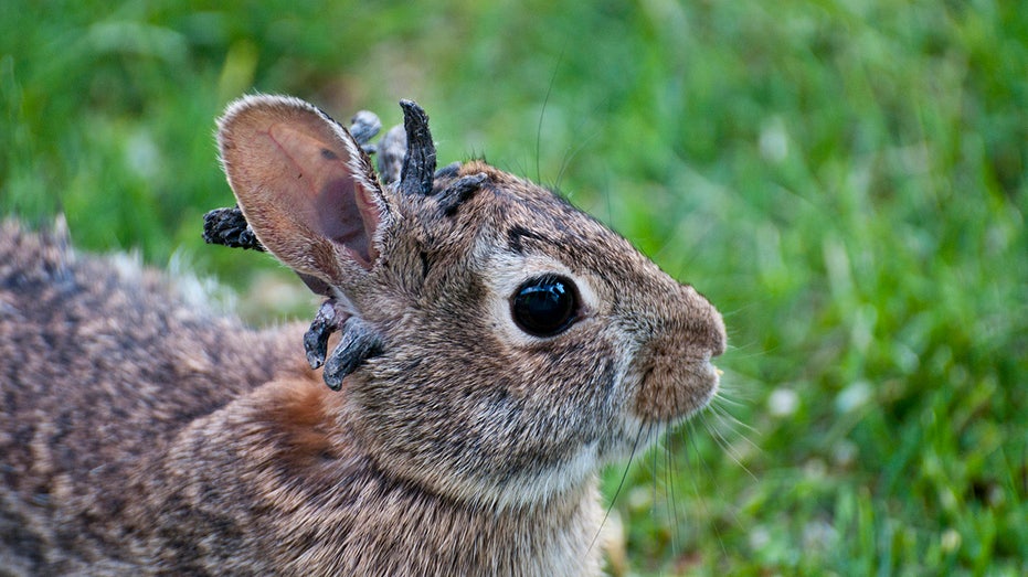 Wild rabbits spotted with strange 'horn-like' growths sprouting from their heads