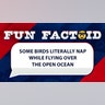 some birds literally nap while flying over the open ocean