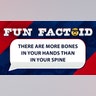 There are more bones in your hands than in your spine