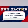 dolphins sleep with half their brain at a time