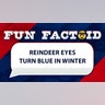 reindeer eyes turn blue in winter