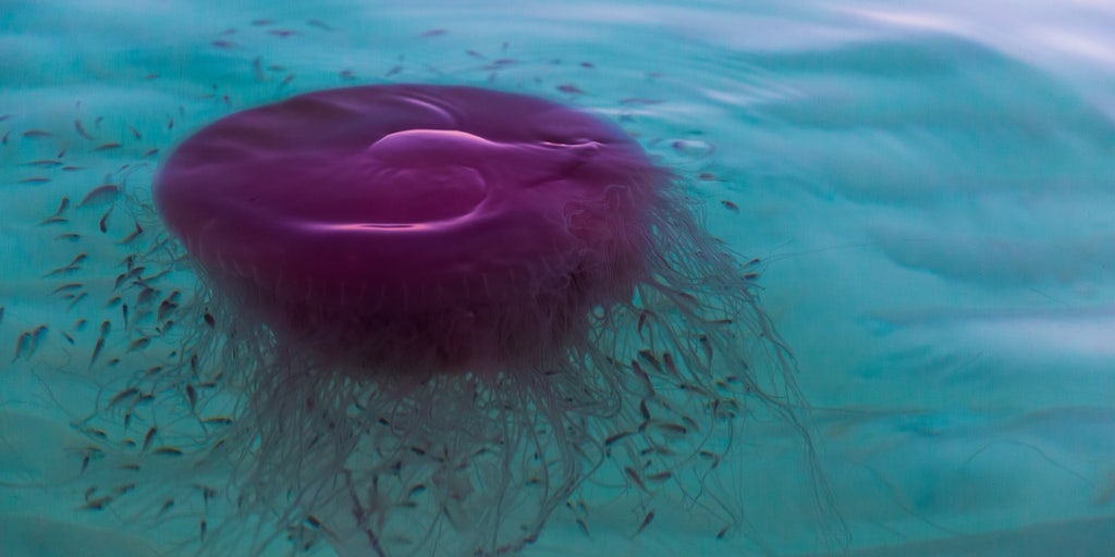 Stinging pink meanie jellyfish spotted washing ashore along Texas