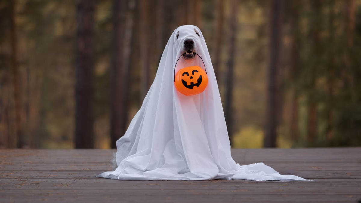 Yes, your dog needs a Halloween costume – here are 15 options