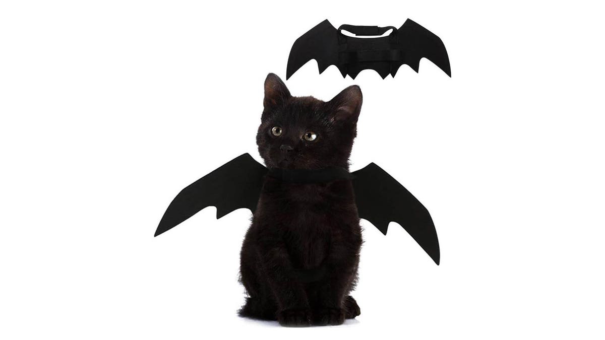 Turn your pet into the cutest bat you've ever seen. 